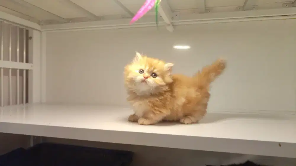 Kucing kitten munhckin cebol longhair betina
