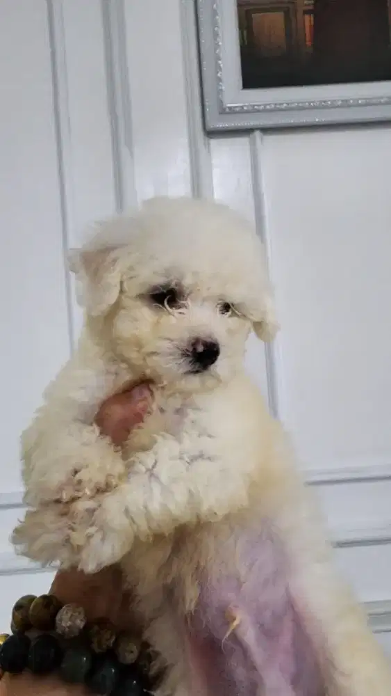 Anakan Bichon Jantan
