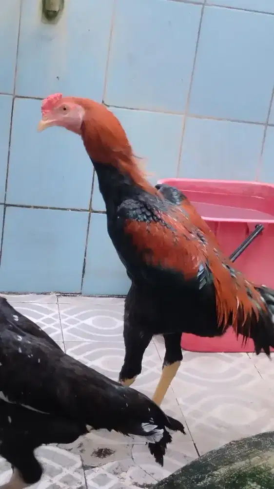 Ayam trah Bangkok murah
