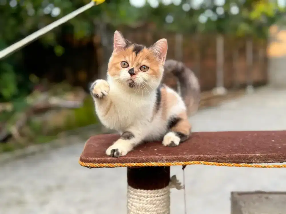 Kucing bsh betina 3 bulan