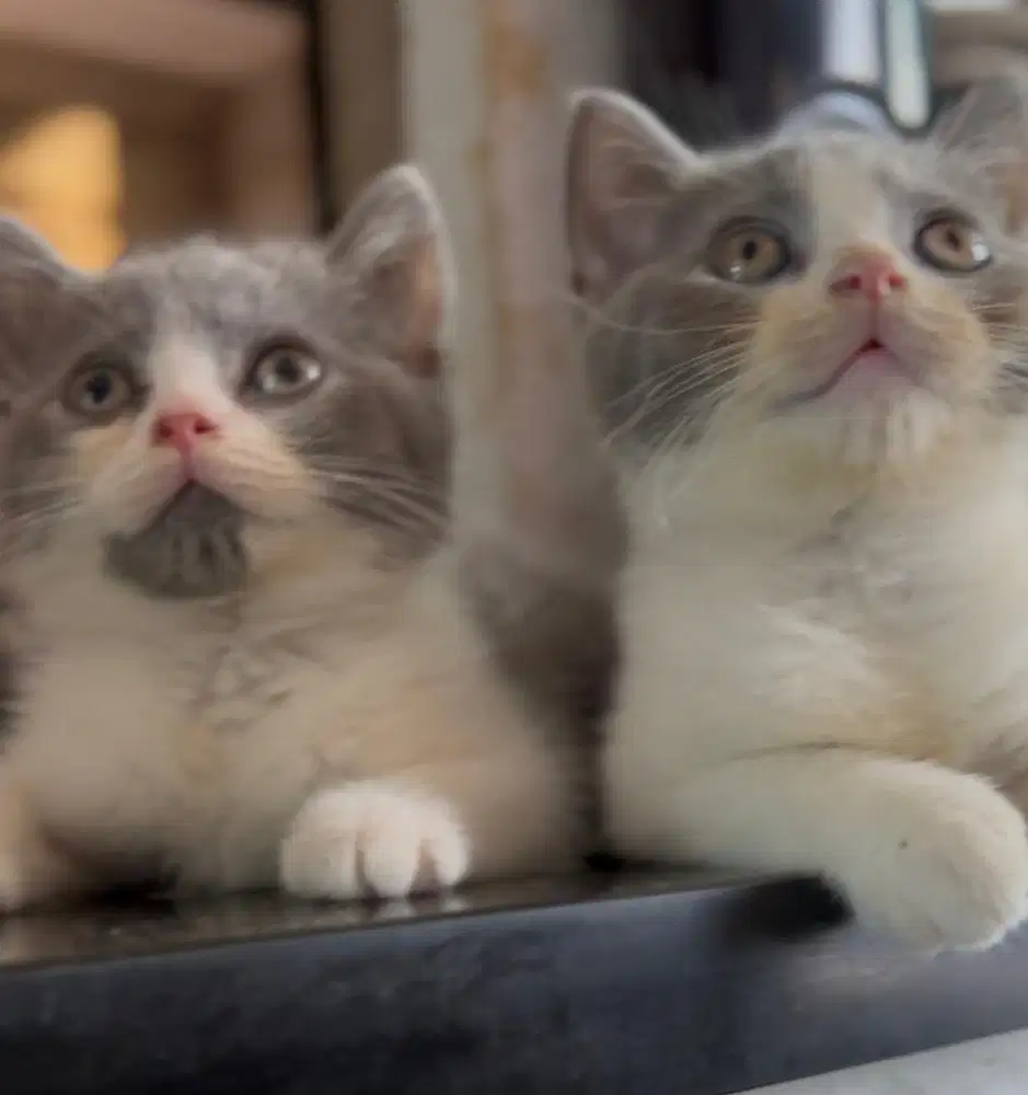 Kucing BSH british short hair