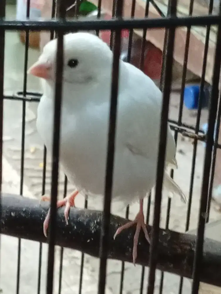 Anakan kenari PAUD  jantan