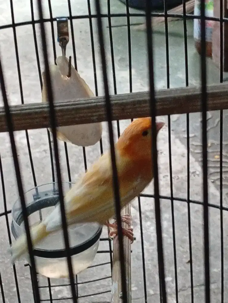 Kenari gacor an warna cerah