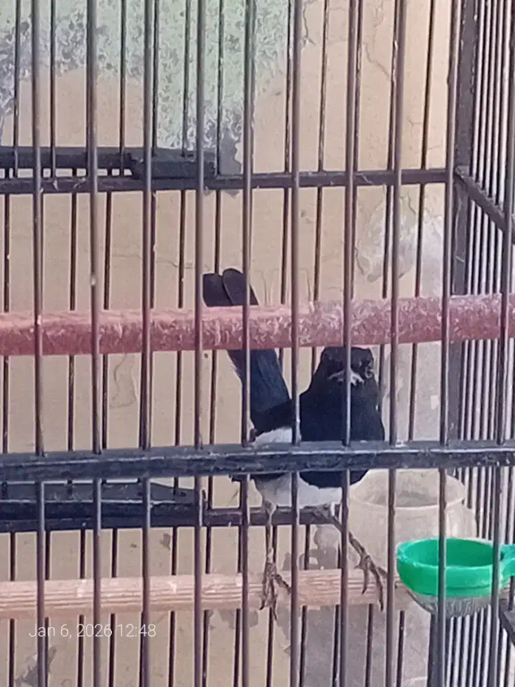 Kacer daput harian rajin