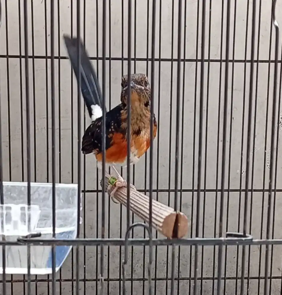 trotolan murai batu trah prestasian