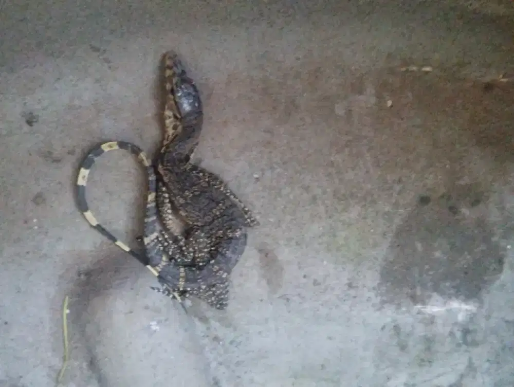 biawak kecil liar