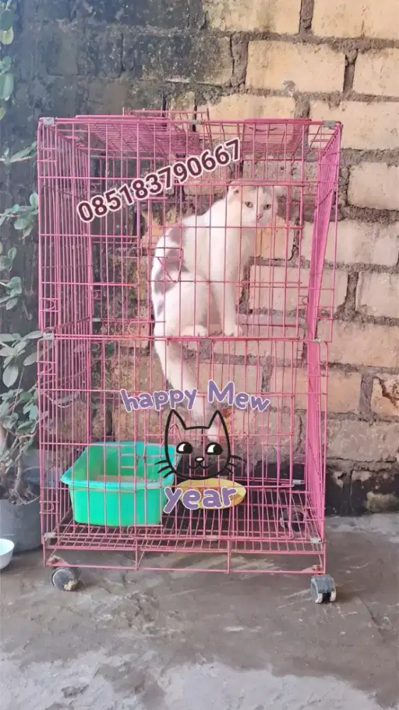 Yang minat aja bsh sf dan pesek