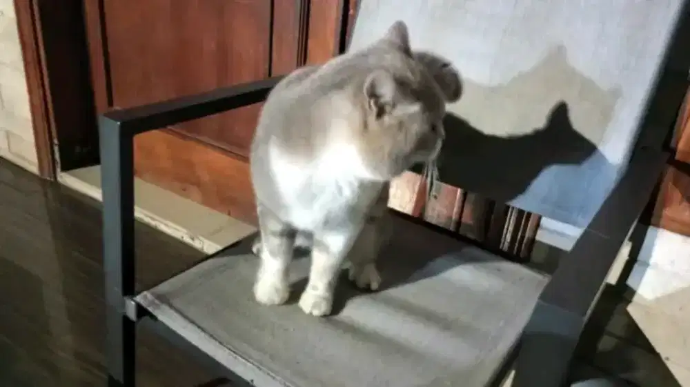 Munckin mix BSH pure