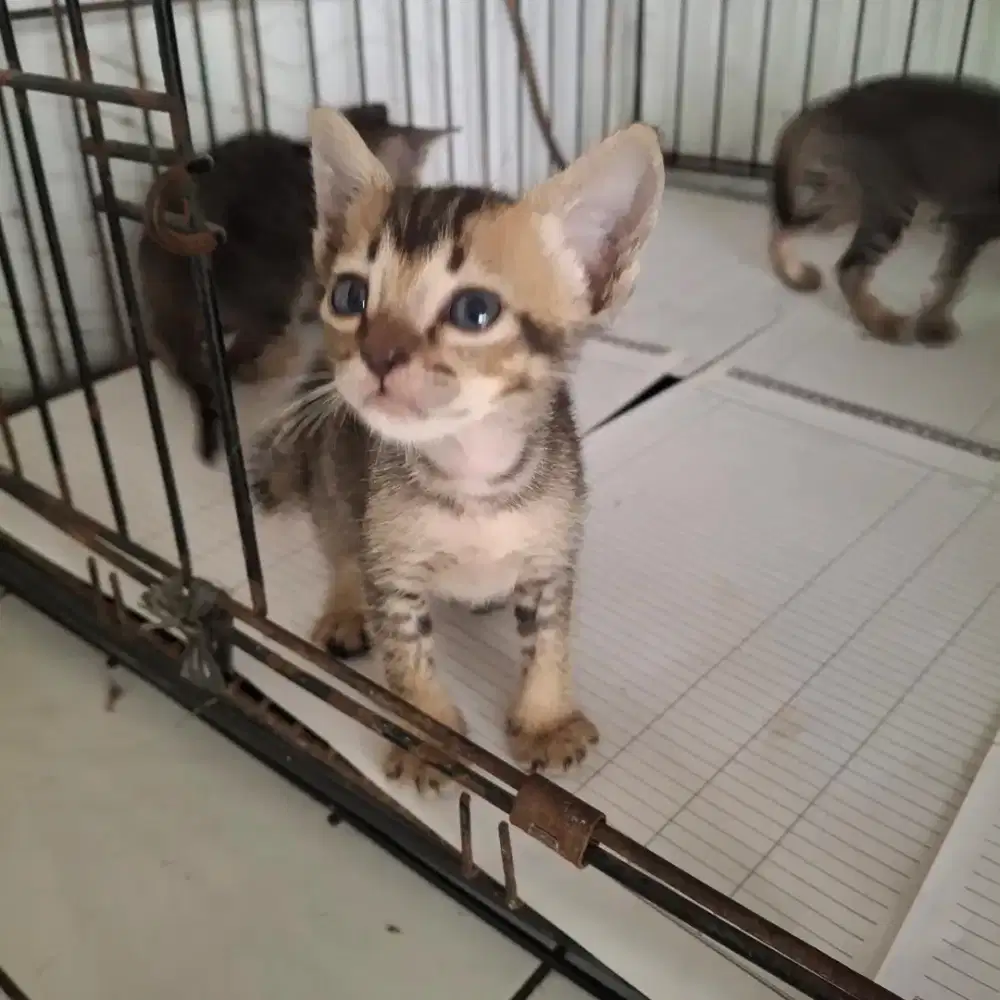 Open adop kucing domestik (kampung), betina/jantan 2bln, gratis