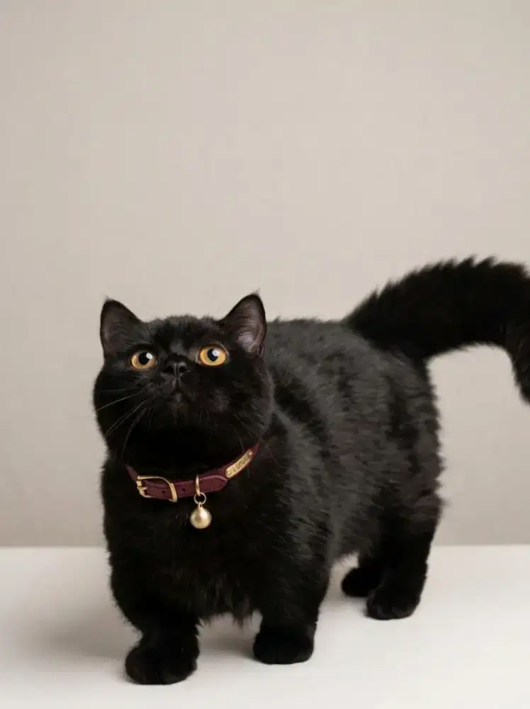 Munchkin BSH Black Solid Jantan Line Cinnamon