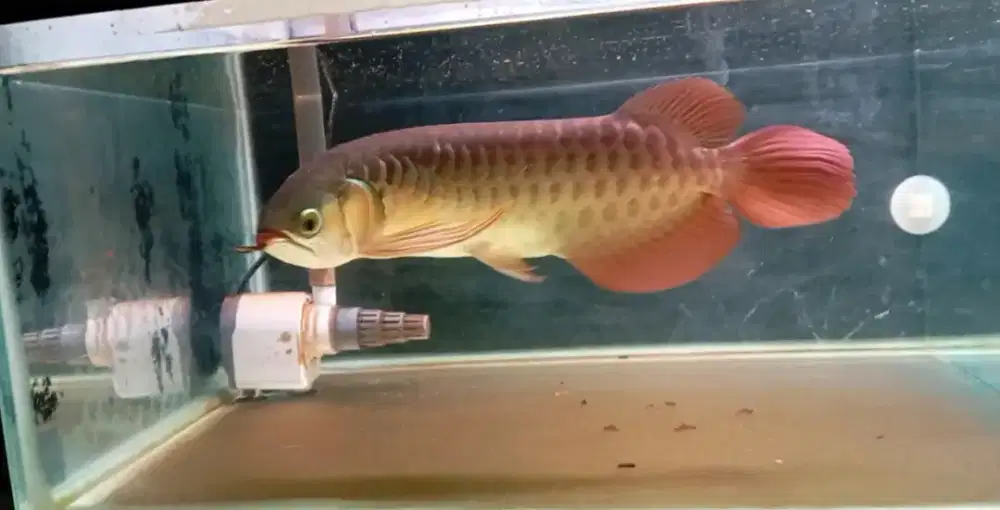 Arwana super red 30cm