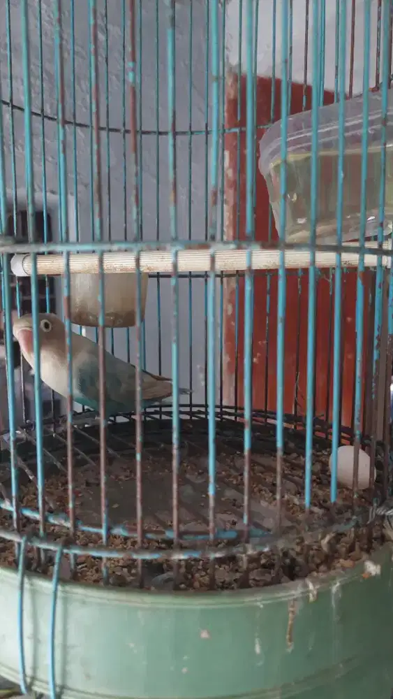 Lovebird Betina Suara Panjang Siapan