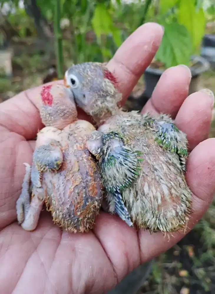 Lovebird josan lolohan