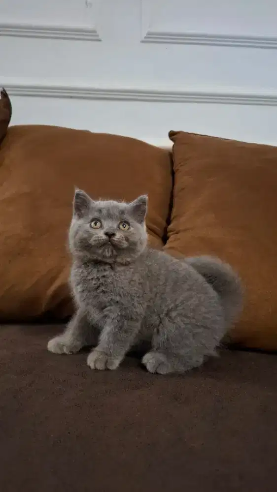 KITTEN BRITISH SHORTHAIR BSH