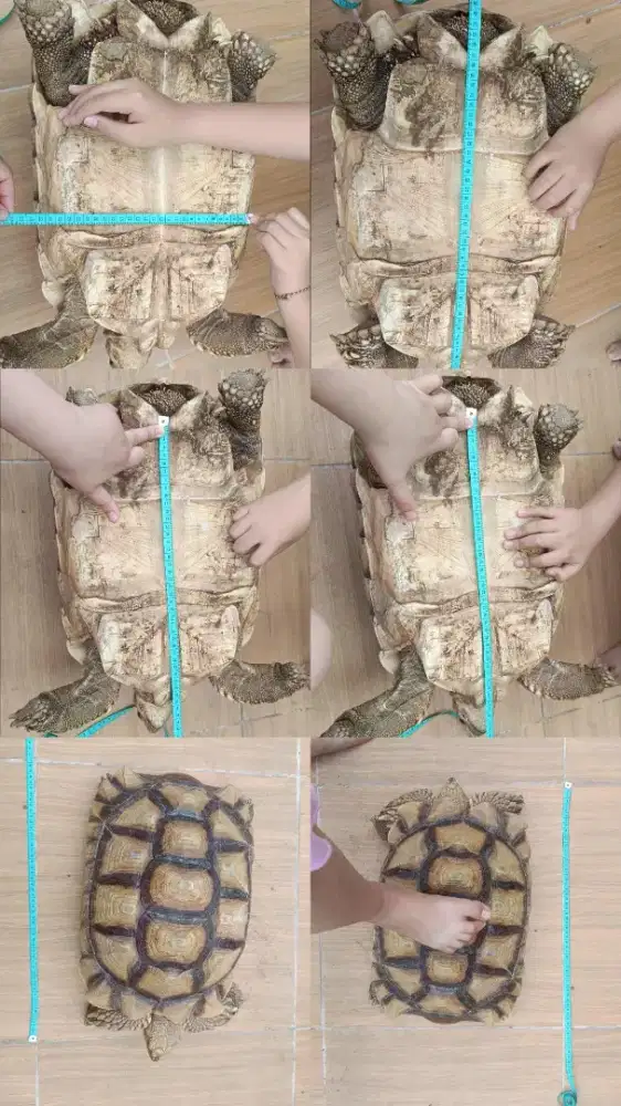 (Net 4JT) Kura-Kura Sulcata 40cm