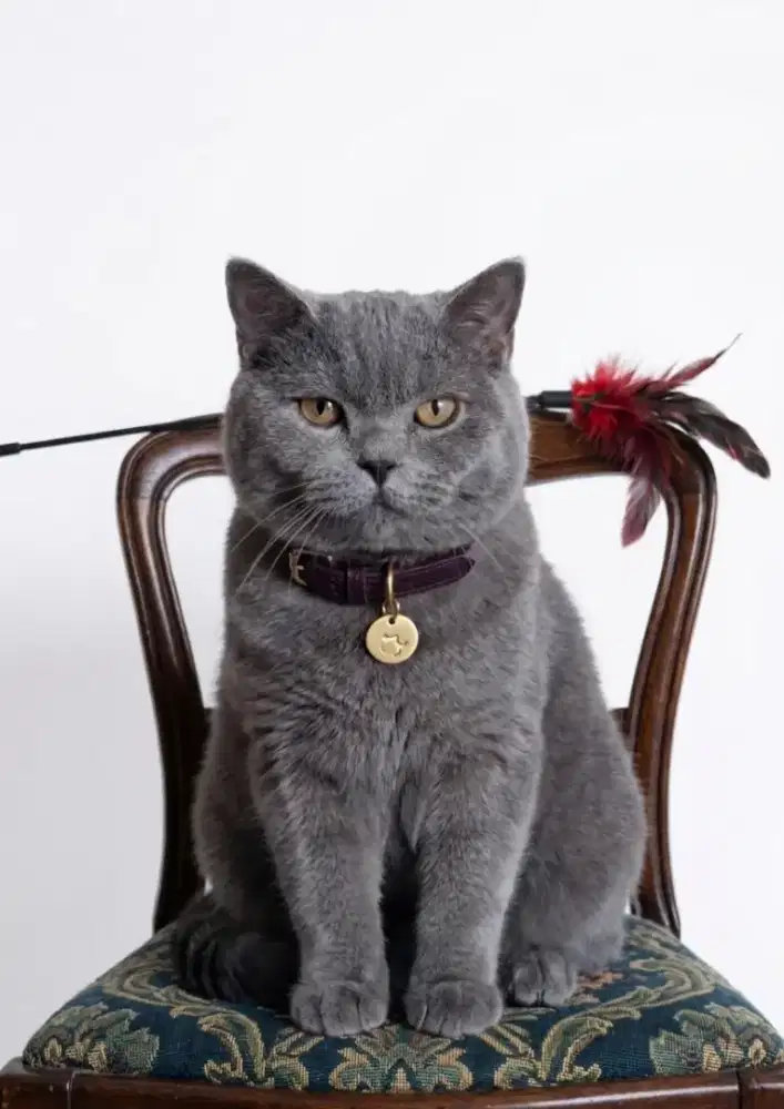 BSH Blue Male Line Import China