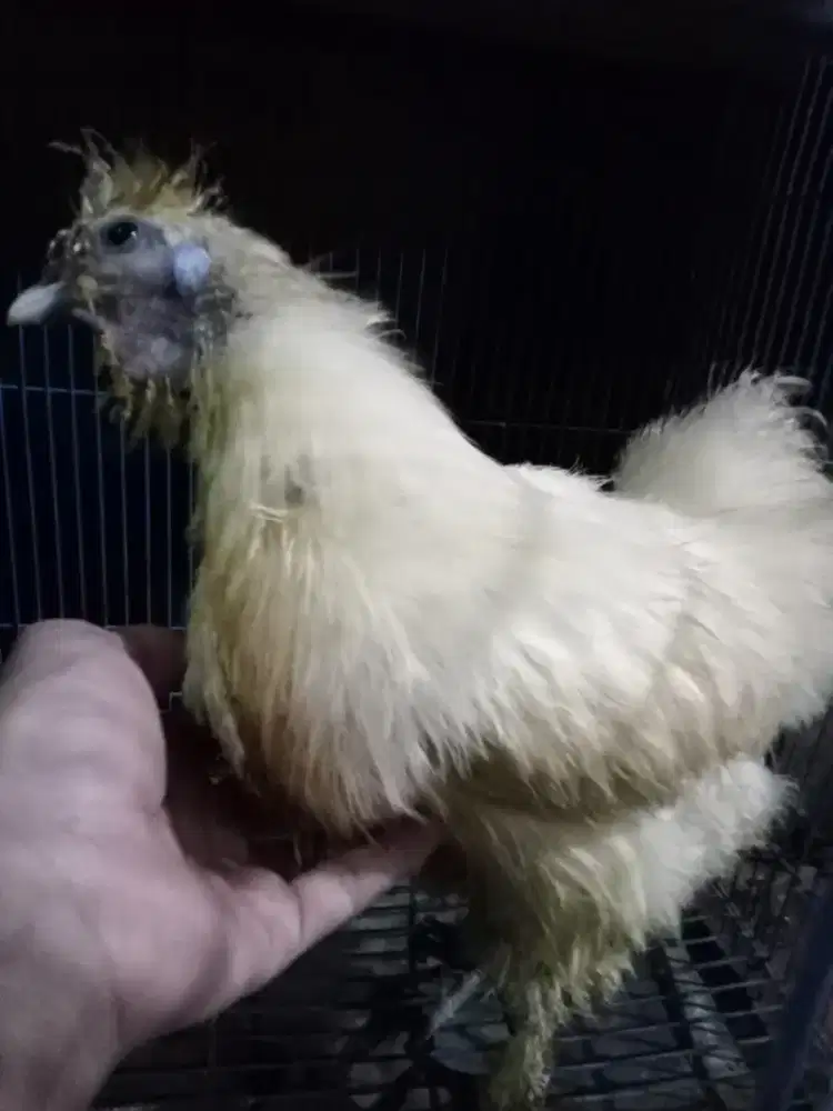 Ayam betina American silky