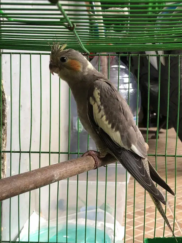 Parkit australia falk depok