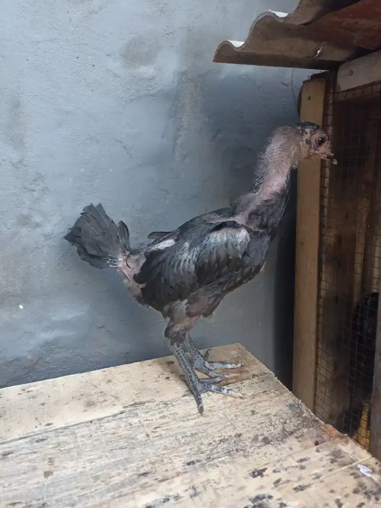 Ayam bangkok mangon black