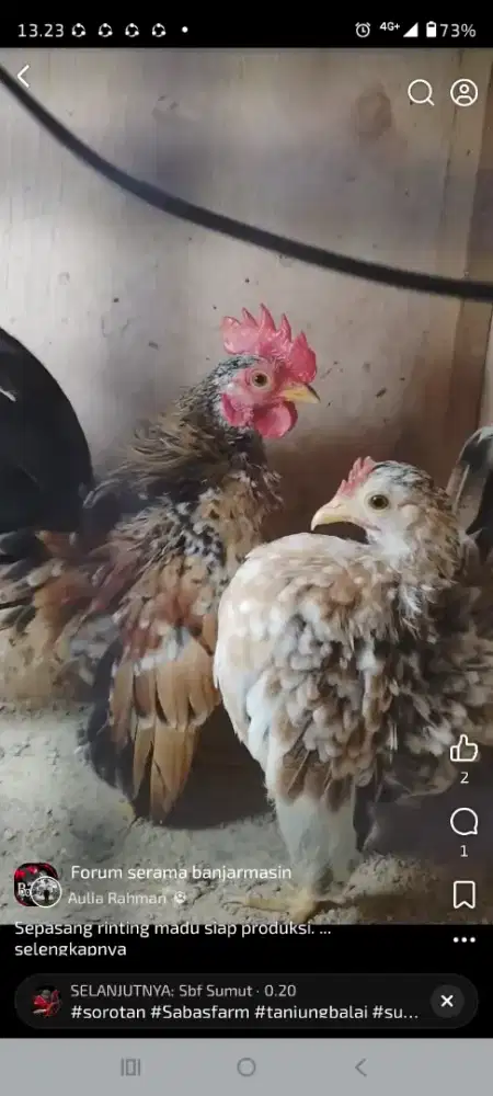 Sepasang serama rinting madu siap produksi