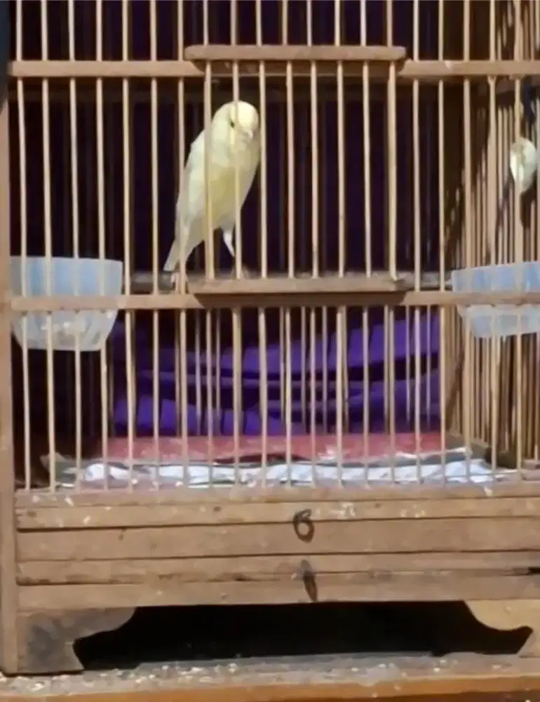 Kenari f1ys jantan rajin