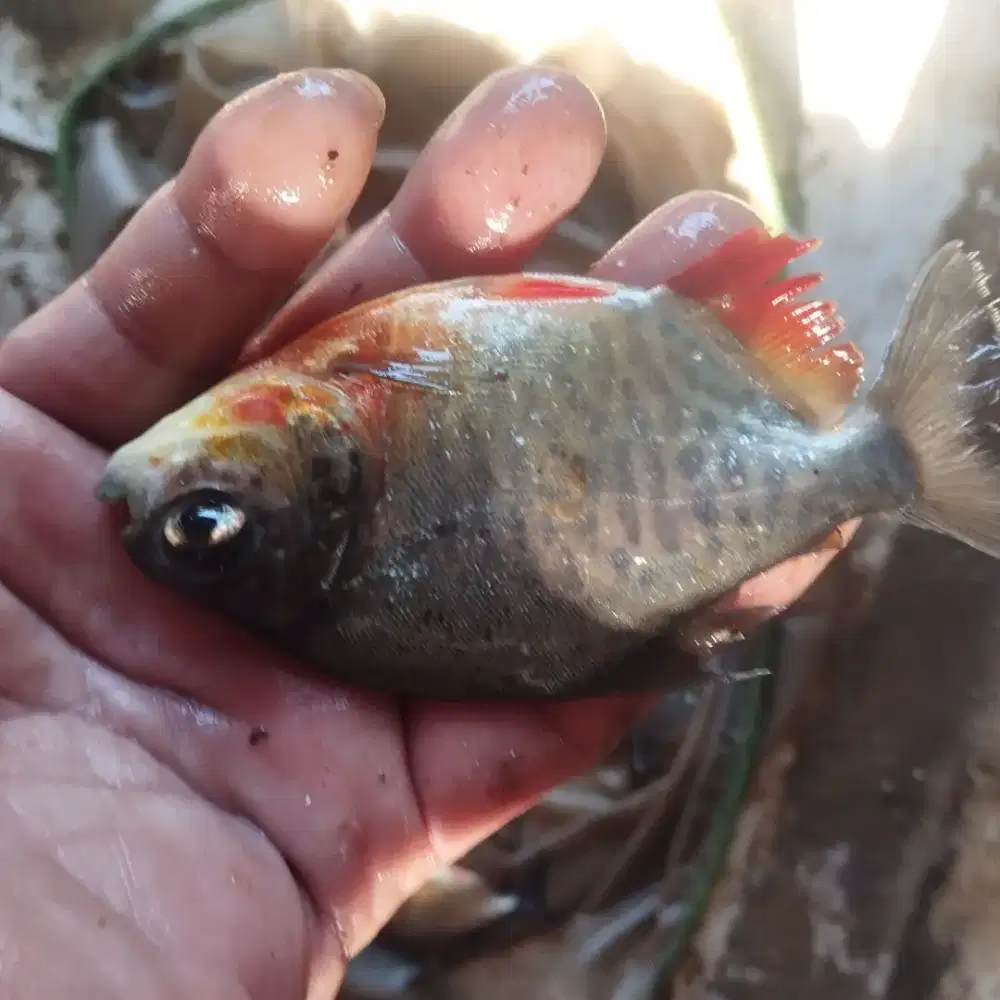 Jual bibit ikan bawal