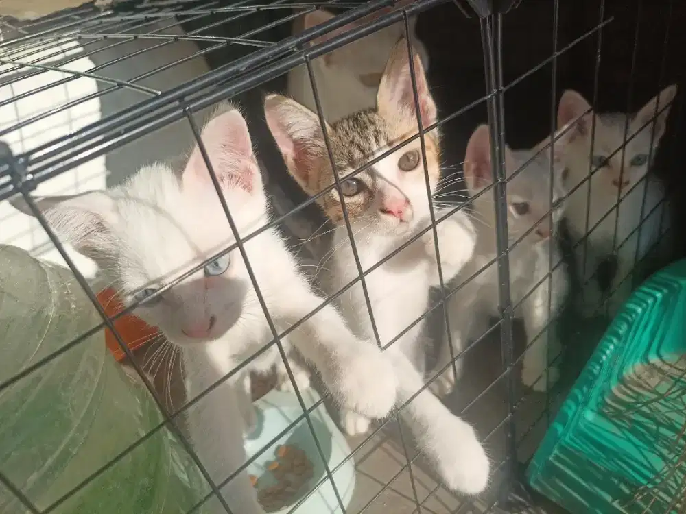 Lepas Adop Kitten Anabul Usia 2 Bulan Ada 4 Tinggal Pilih