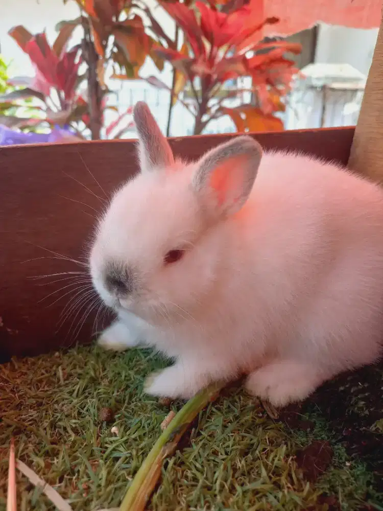 Kelinci mini netherland dwarf himi anak
