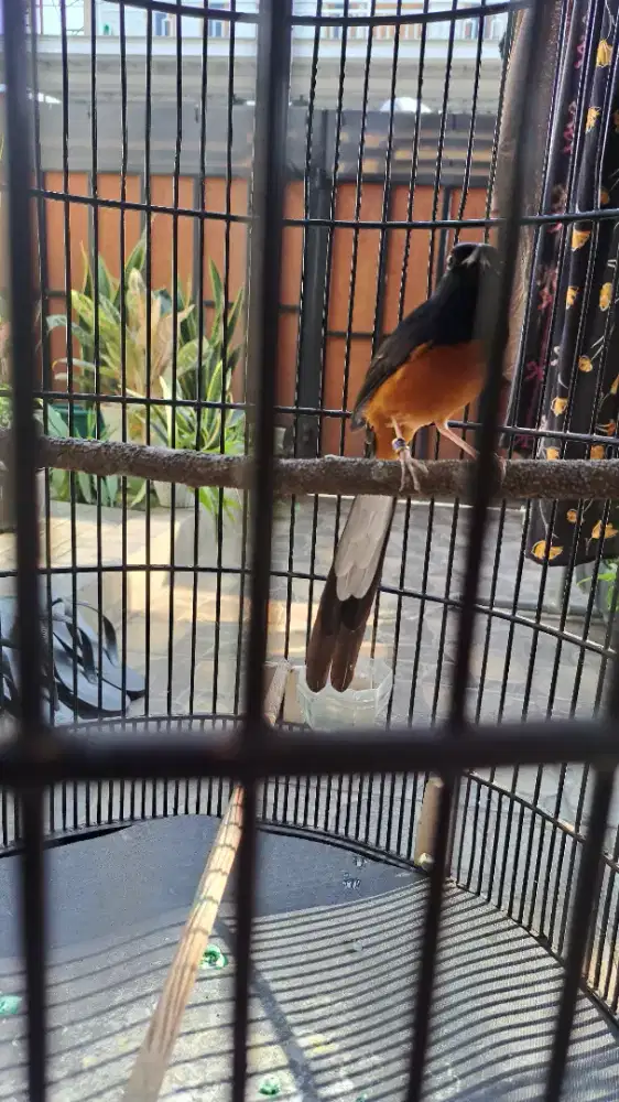 Murai Medan Pastol Full Set