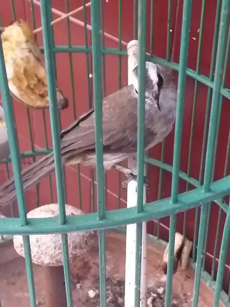 jogjog jinak rawatan bunyi mulus