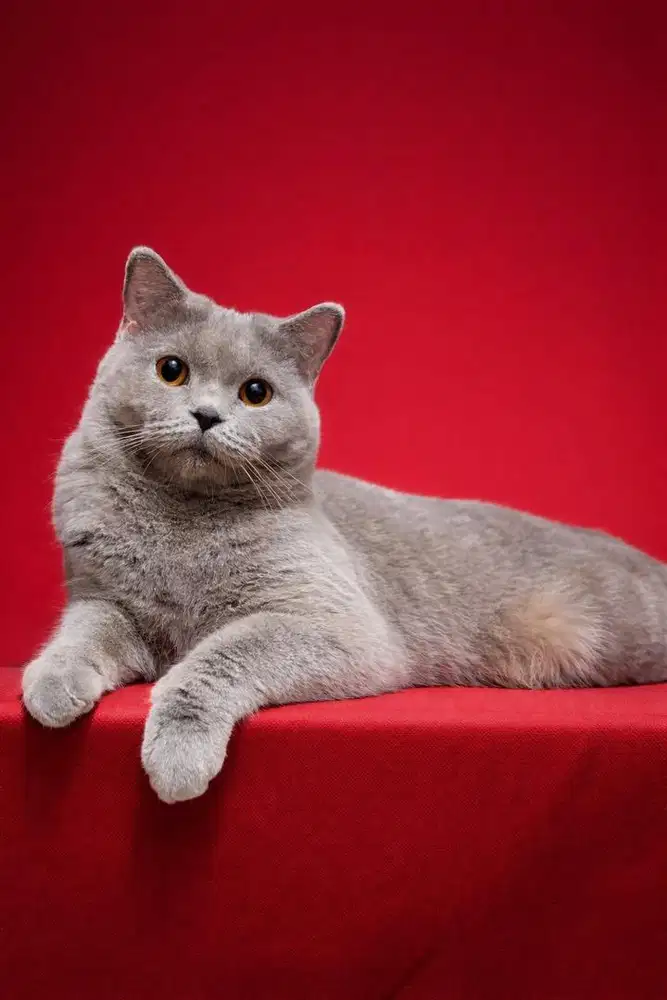 Kelly betina british shorthair jdhin gaelic american fortune cat