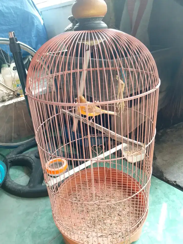 Dilual burung Kenari Fullset