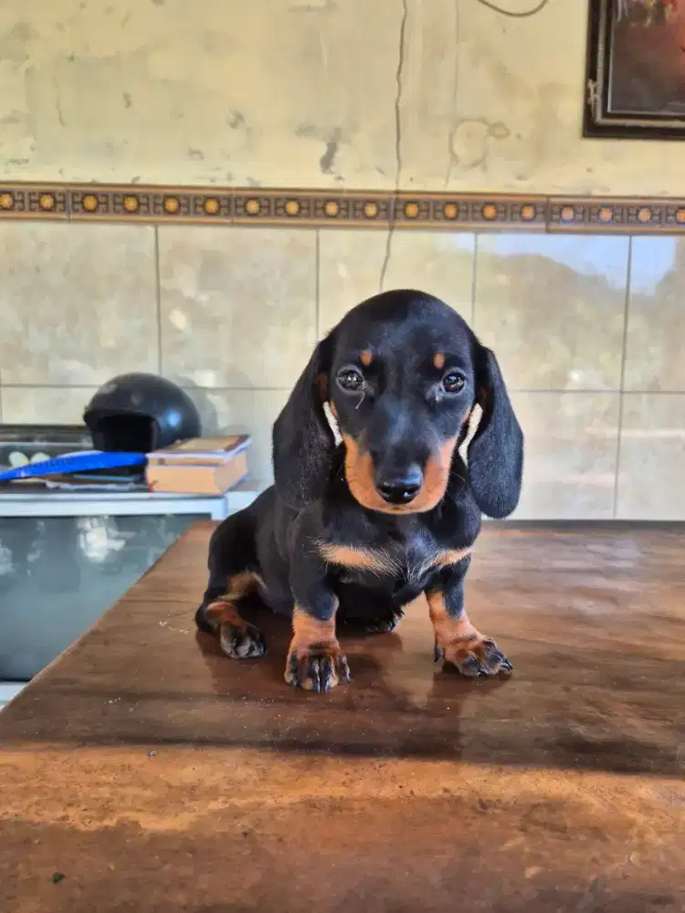 tekel super cakep betina