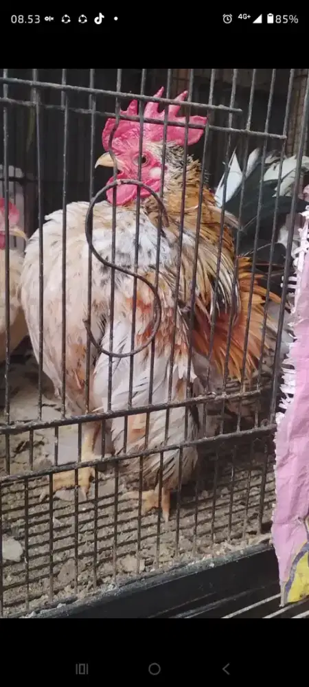 Sepasang Serama siap produksi