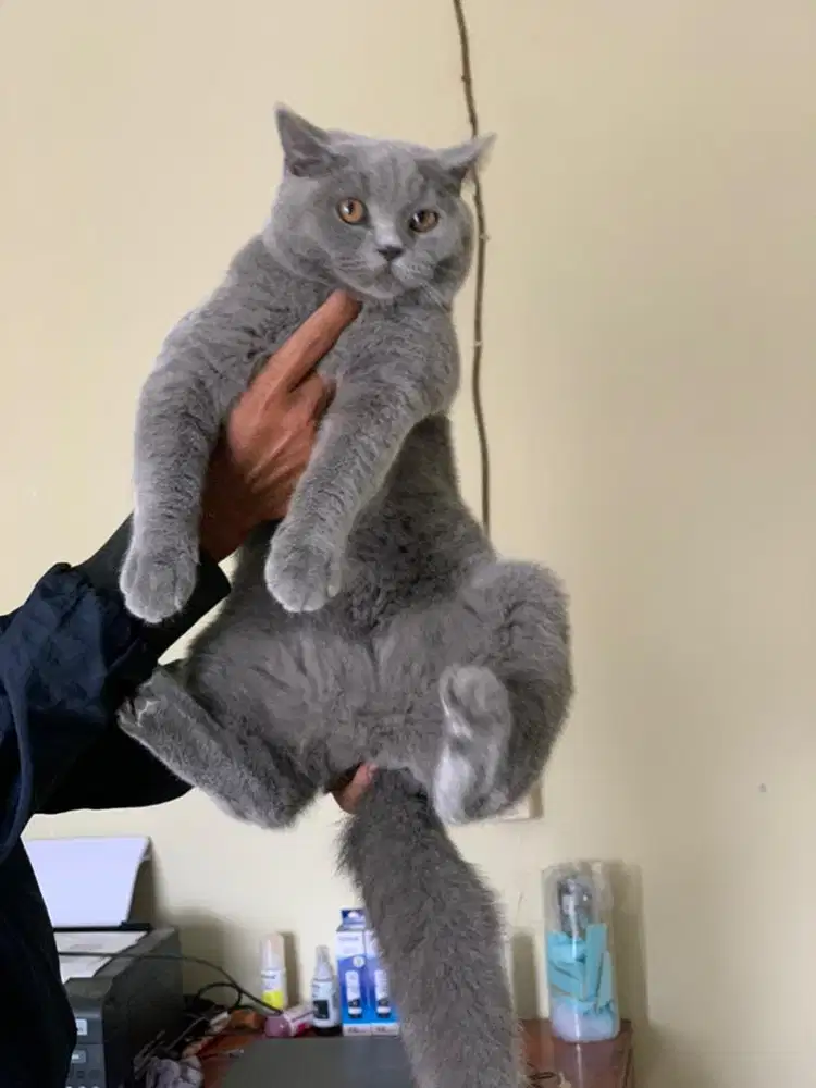 kitten BSH kucing blue british shorthair