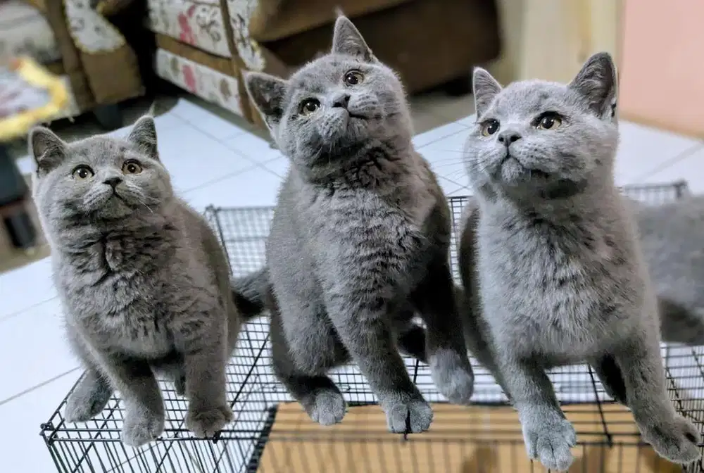 kitten BSH kucing blue british shorthair
