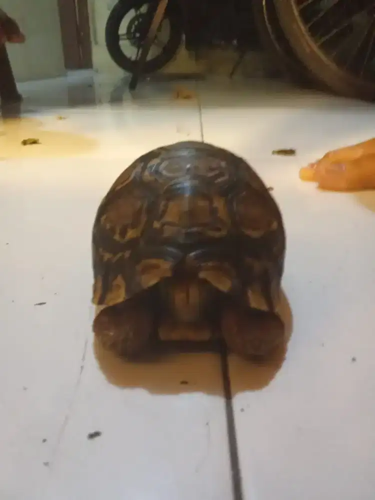 Pardalis -+10/11cm an