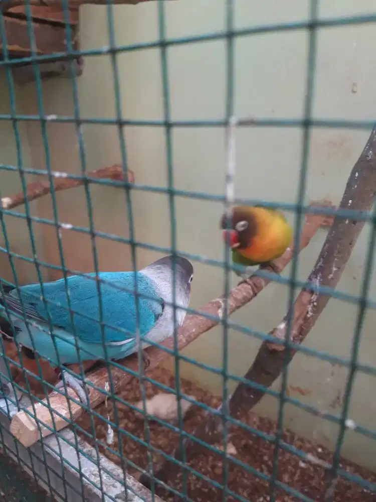 Lovebird 3 pasang bt/tt