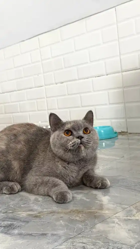 Kucing British Shorthair betina