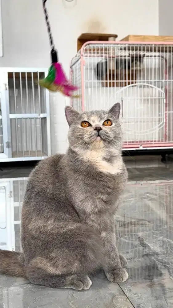 Kucing british Shorthair betina