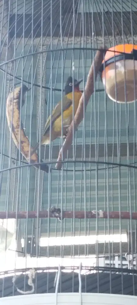 Kutilang mas mata putih