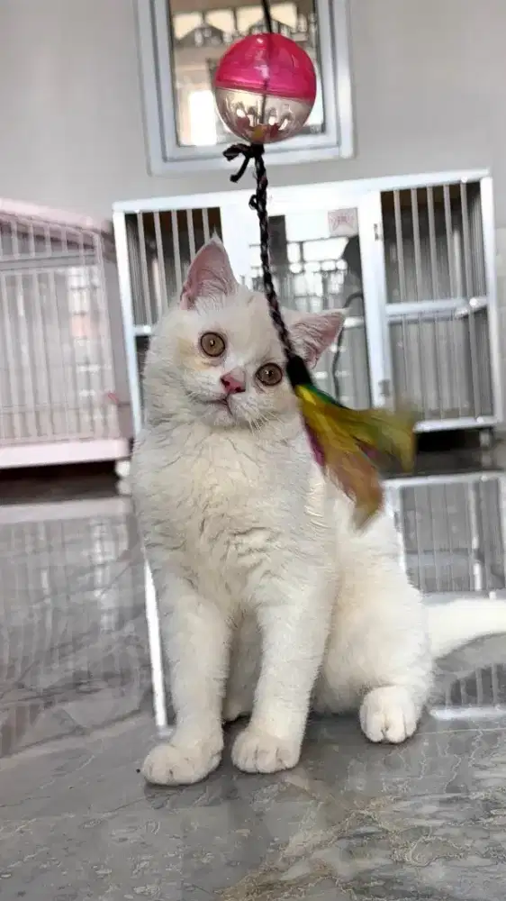 Kucing British Shorthair Jantan