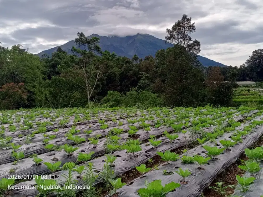 Tanah kebun pertanian murah di ngablak