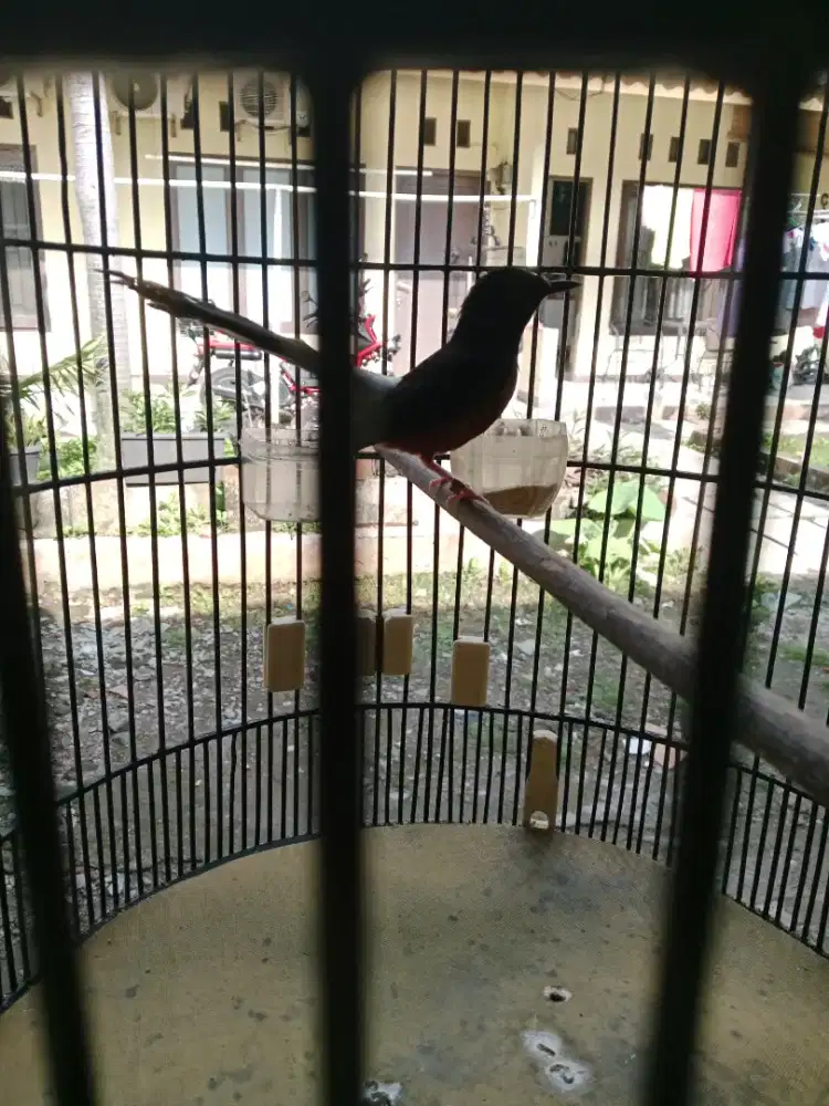 Burung murai batu pastol ekor pendek
