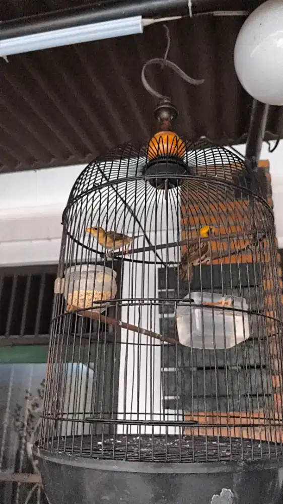 Burung Manyar Pasangan