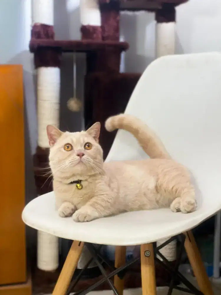 JASA PACAK BSH MUNCHKIN