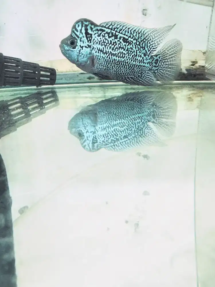 Louhan kamfa mata putih jenong