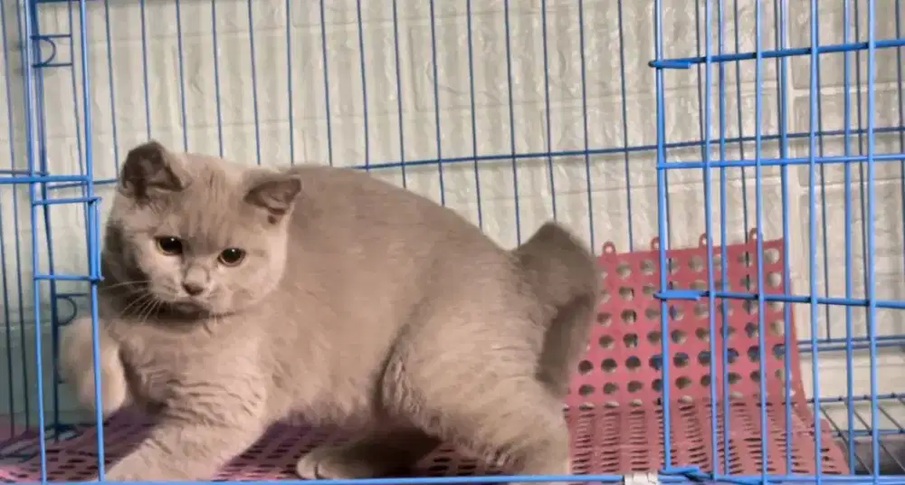 BSH lilac pure - Britishshorthair - British Shorthair betina pure
