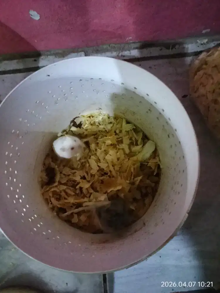 Hamster murah meriah