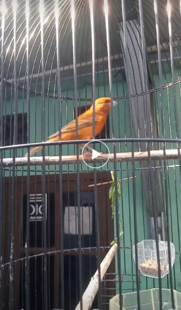 Burung kenari Black Reed